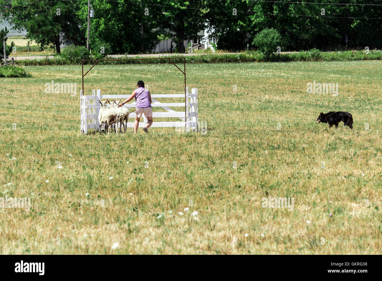 Handler penning sheep at the Canadian Sheepdog Trials in Woodville, Ontario, Canada Stock Photo