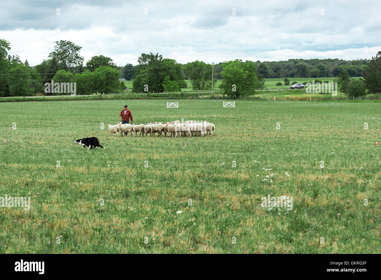 Handler and Border Collie sheep dog attempt to split the sheep with collars at the Canadian Sheep Dog Championships Stock Photo