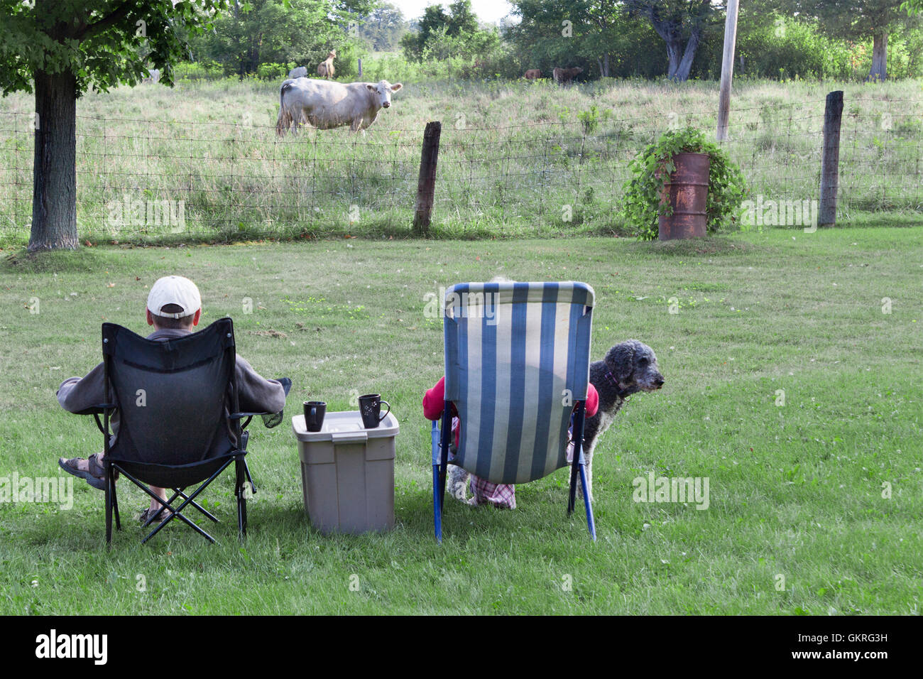 Senior couple relaxing drinking coffee while watching Charolais cow on farm with poodle. Stock Photo