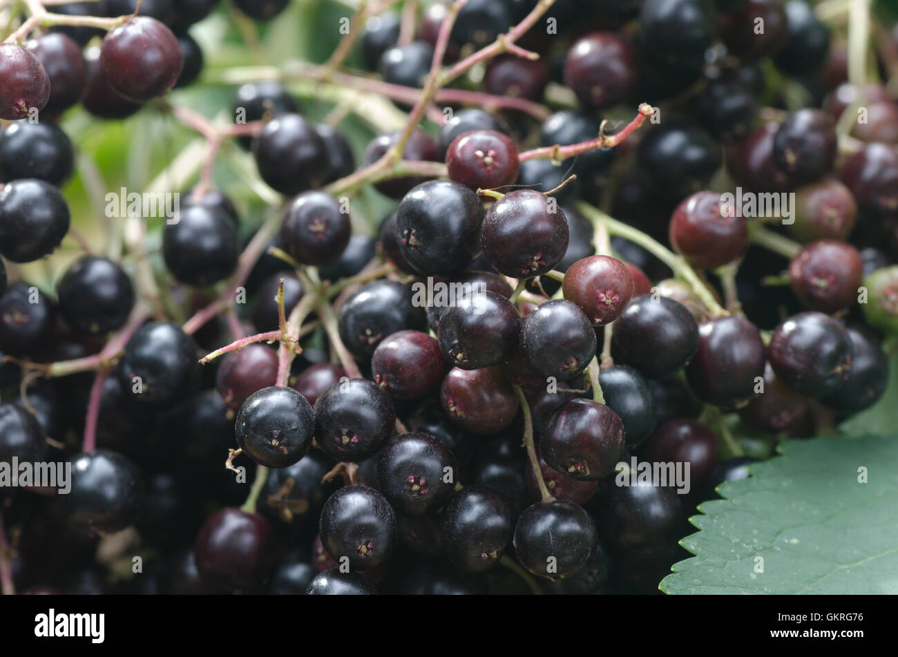 closeup to black elderberry fruits Stock Photo