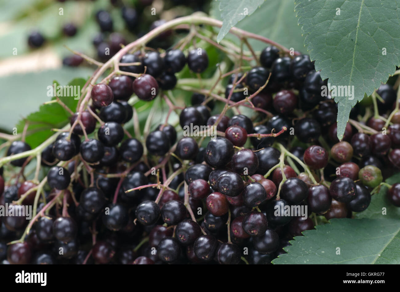 closeup to black elderberry fruits Stock Photo