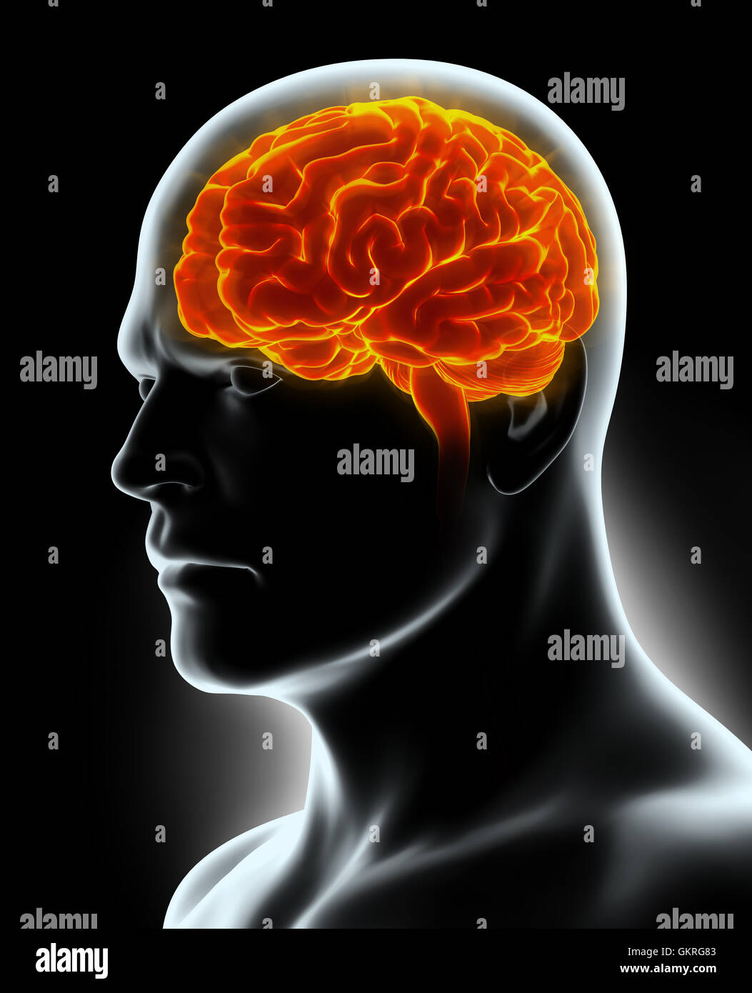 Human Internal Organic - Human Brain, 3D illustration medical concept. Stock Photo