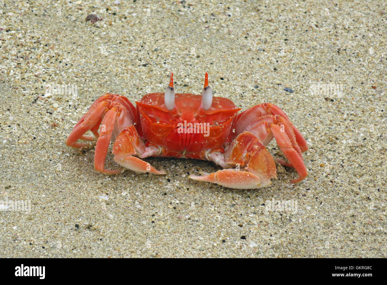 Galapagos ghost crab on Isabela Island walking at the sandy beach Stock Photo