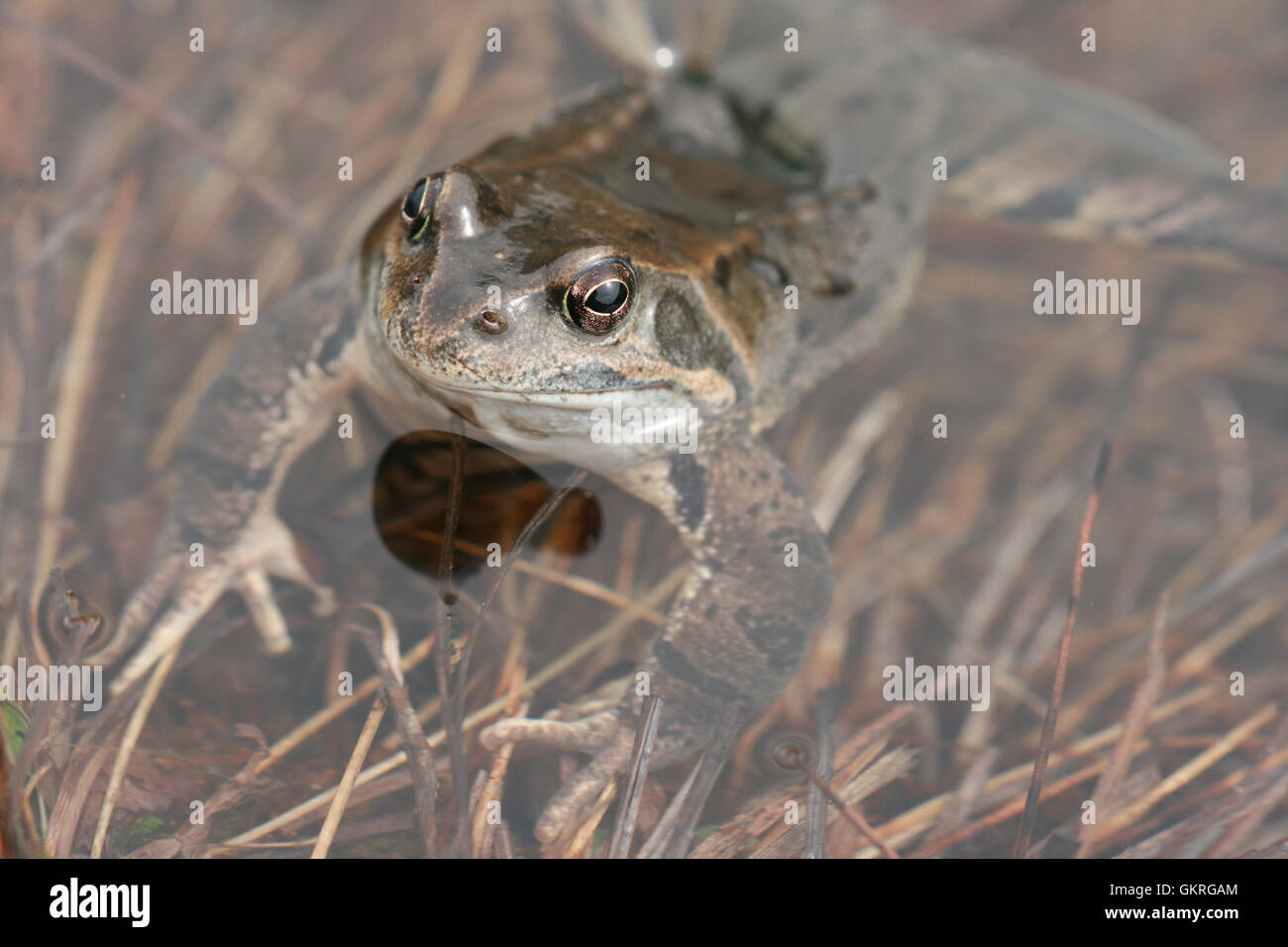 Common frog ( Rana temporaria ) in the water, italian Alps Stock Photo