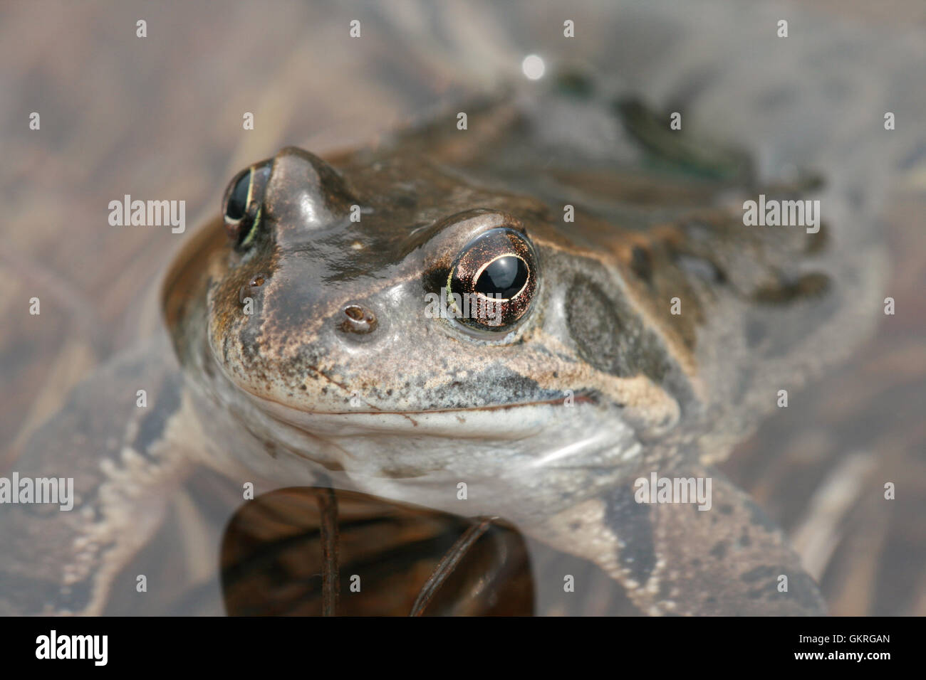 Common frog ( Rana temporaria ) in the water, italian Alps Stock Photo