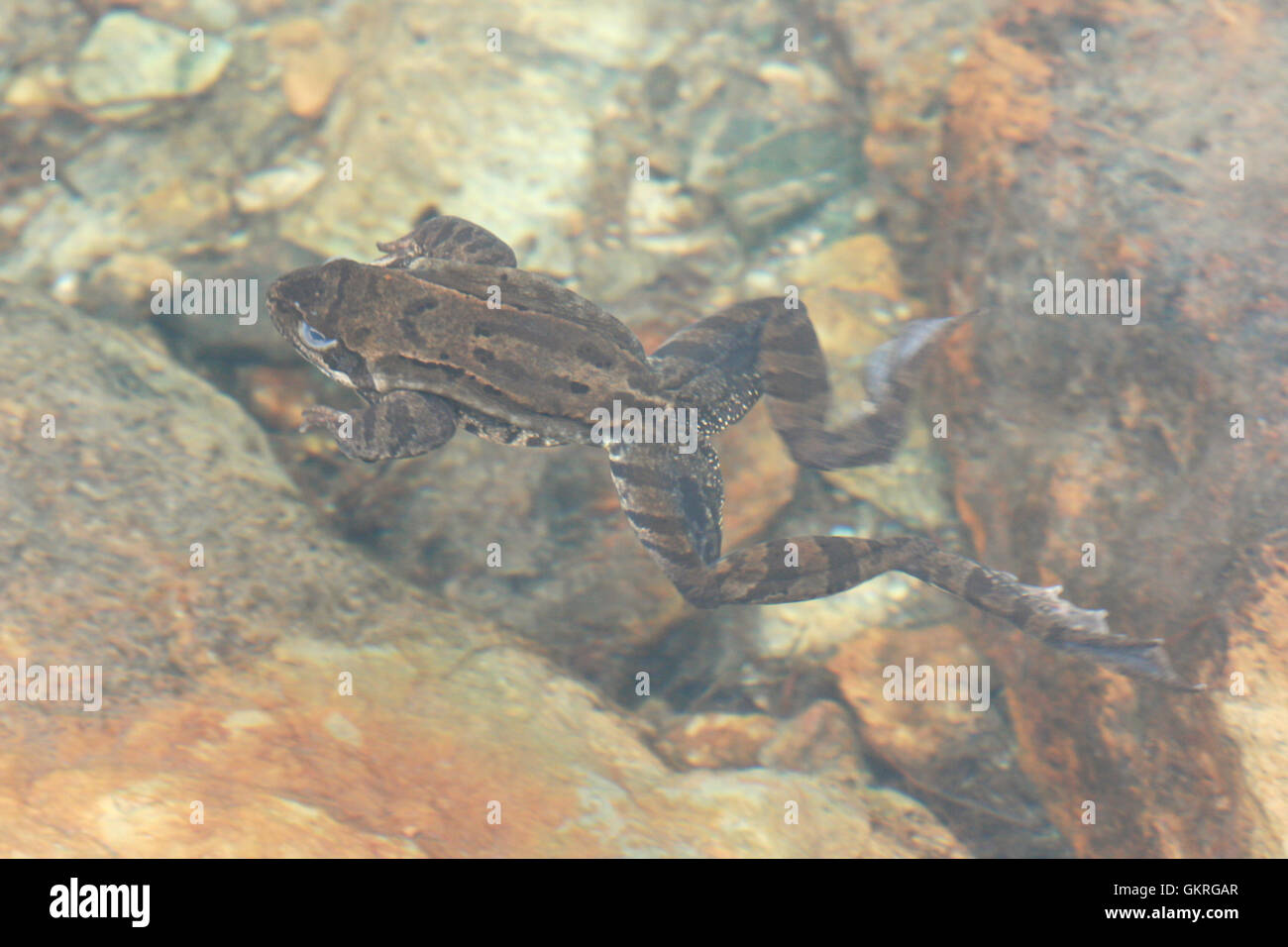 Common frog ( Rana temporaria ) swimming underwater, italian Alps Stock Photo