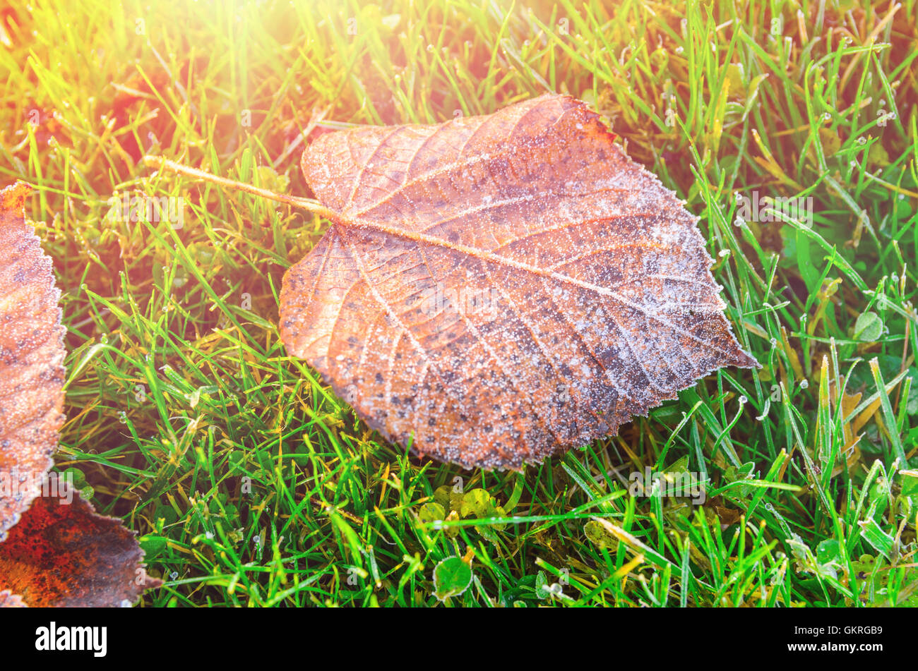 autumn leaves on grass Stock Photo - Alamy