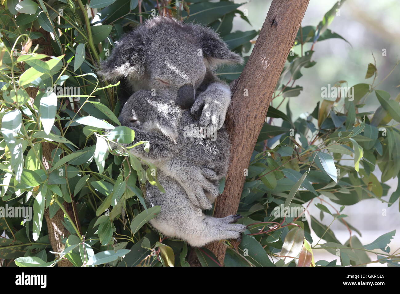 Koala Bear Sleeping in Australia Stock Photo Alamy