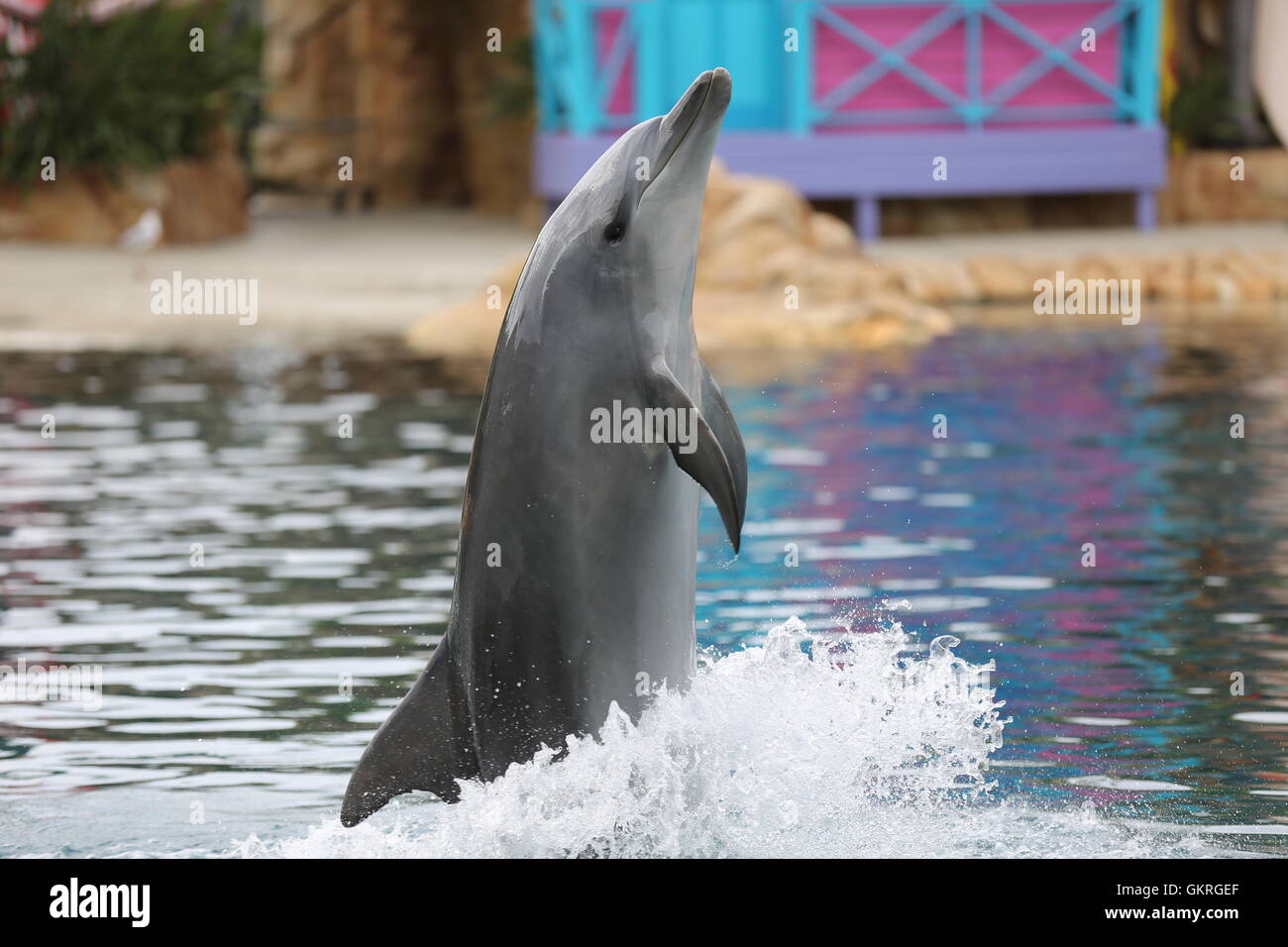 Dolphins at Seaworld in Australia Stock Photo