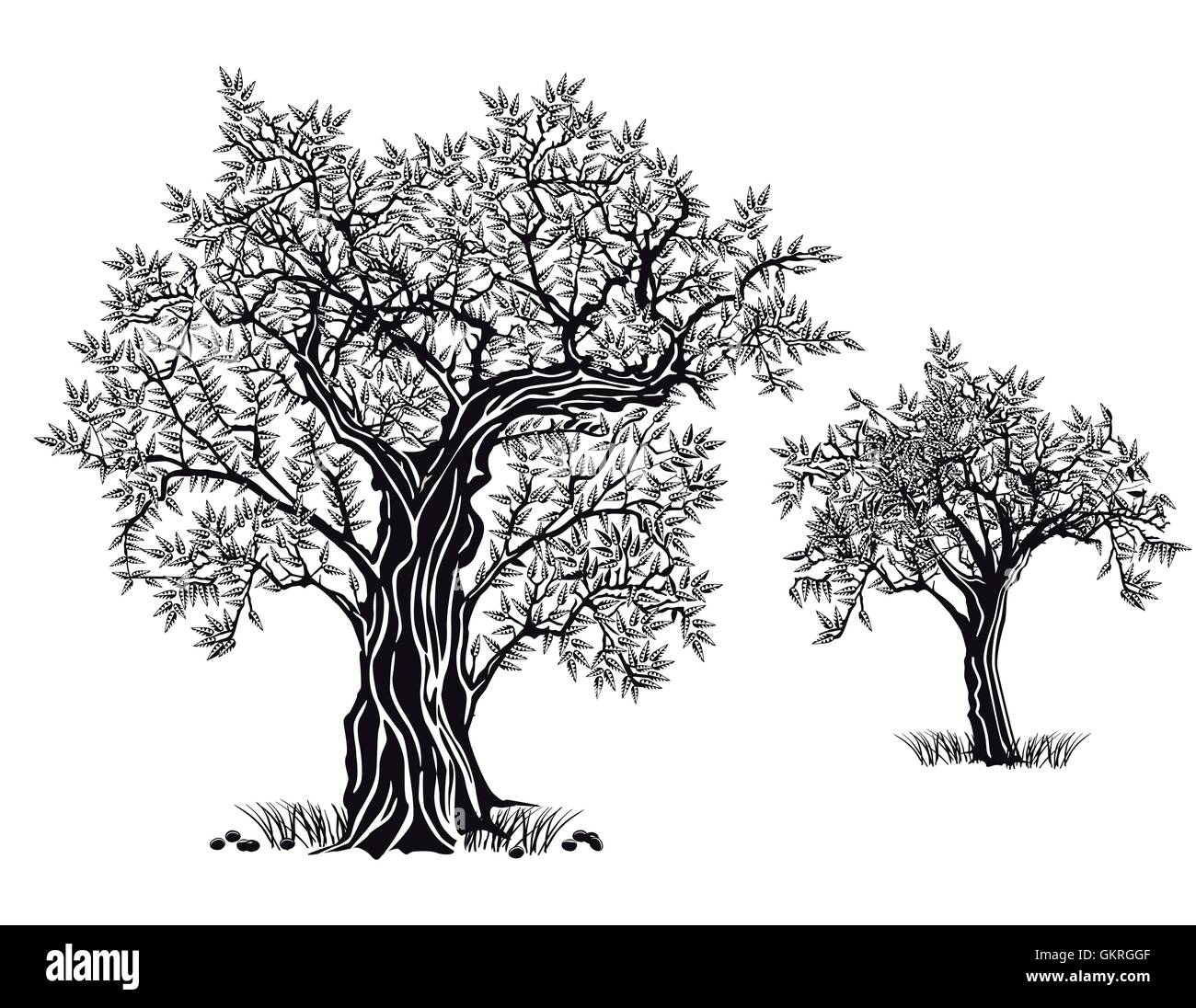 olive trees Stock Vector