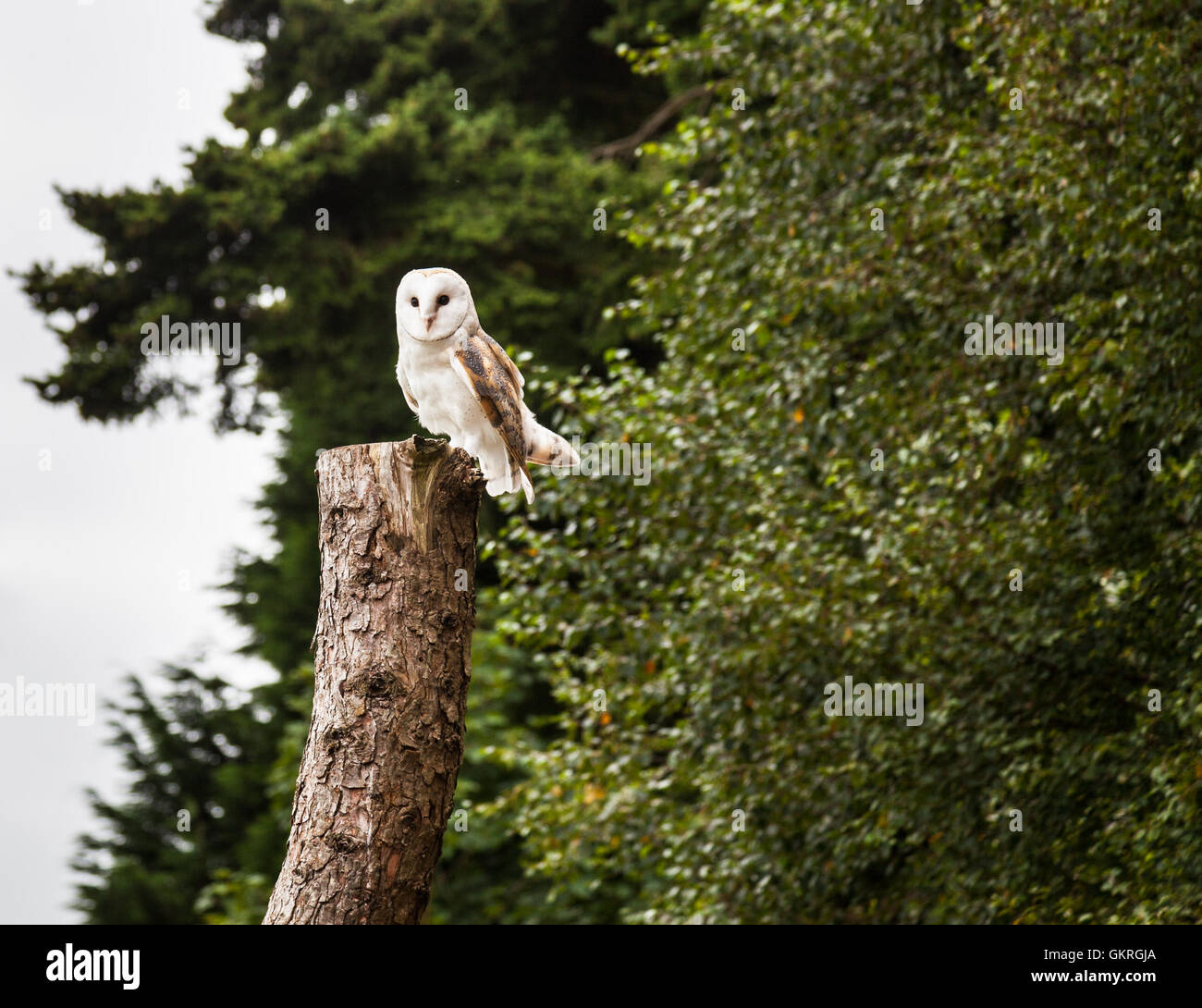 Barn Owl at Muncaster Castle Hawk and Owl centre, Muncaster, Lake District, Cumbria Stock Photo