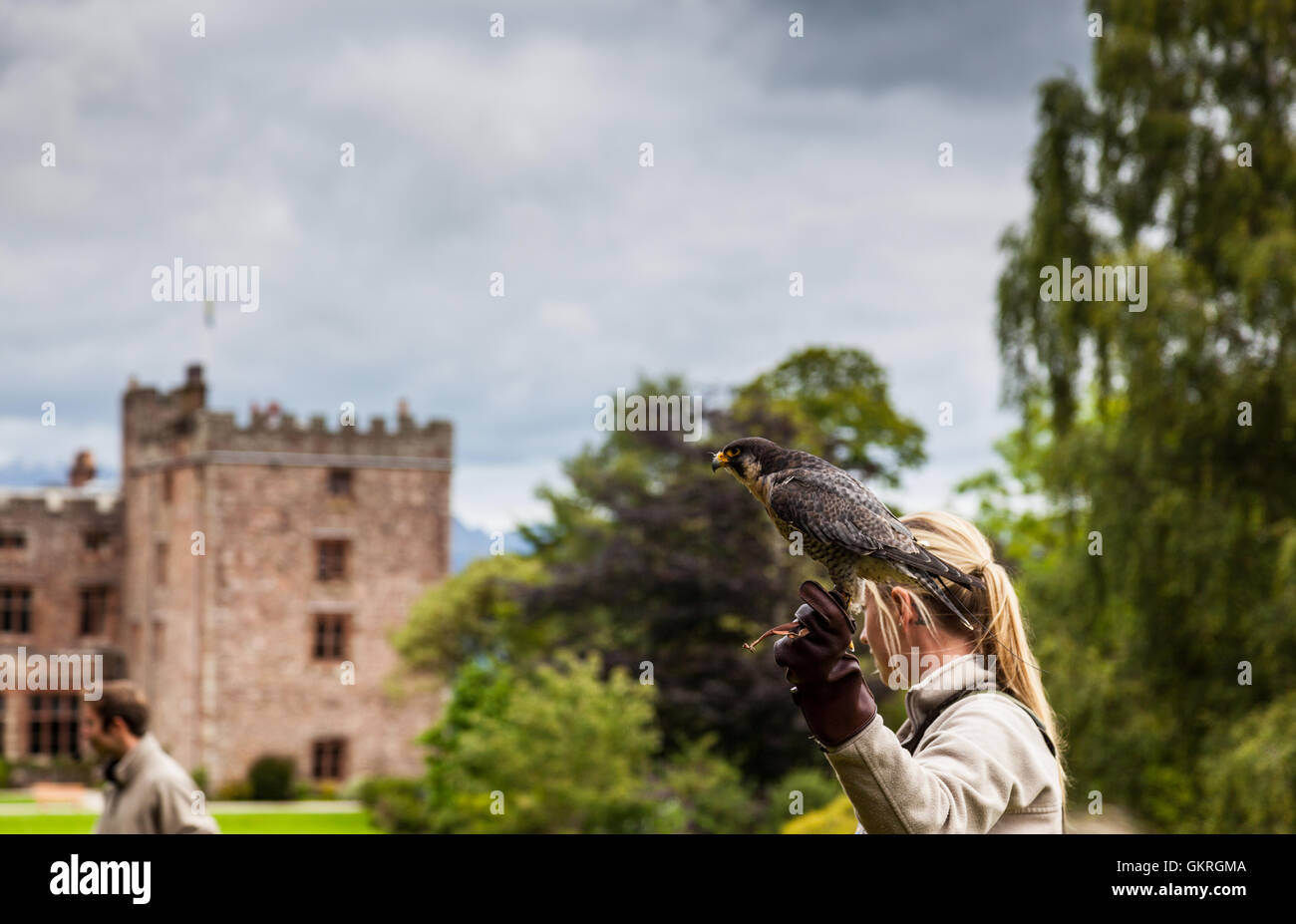 Bird handler with peregrine falcon at Muncaster Castle Hawk and Owl centre, Muncaster, Lake District, Cumbria Stock Photo