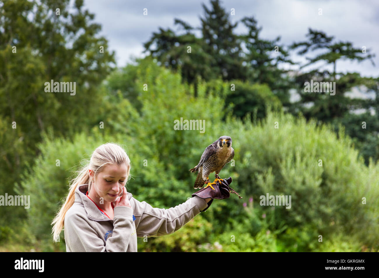 Bird handler with peregrine falcon at Muncaster Castle Hawk and Owl centre, Muncaster, Lake District, Cumbria Stock Photo