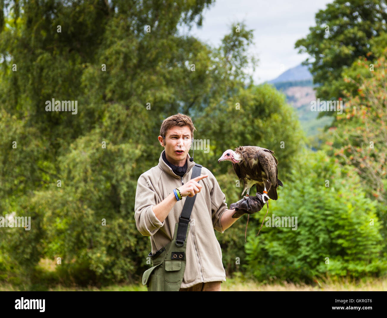 Bird handler with vulture at Muncaster Castle Hawk and Owl centre, Muncaster, Lake District, Cumbria Stock Photo