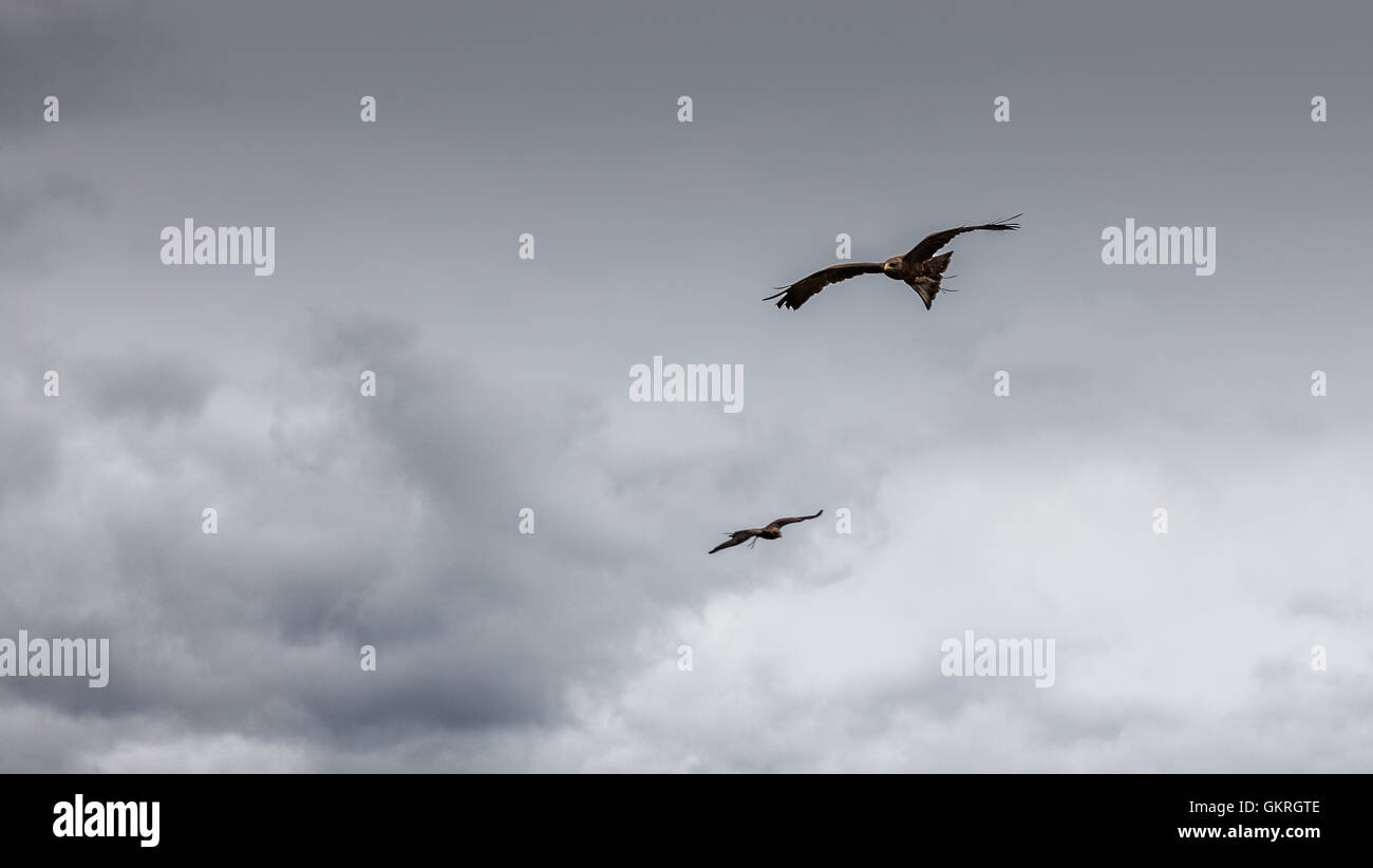 Yellow-billed kites soaring in sky above Muncaster Castle, Lake District, Cumbria Stock Photo