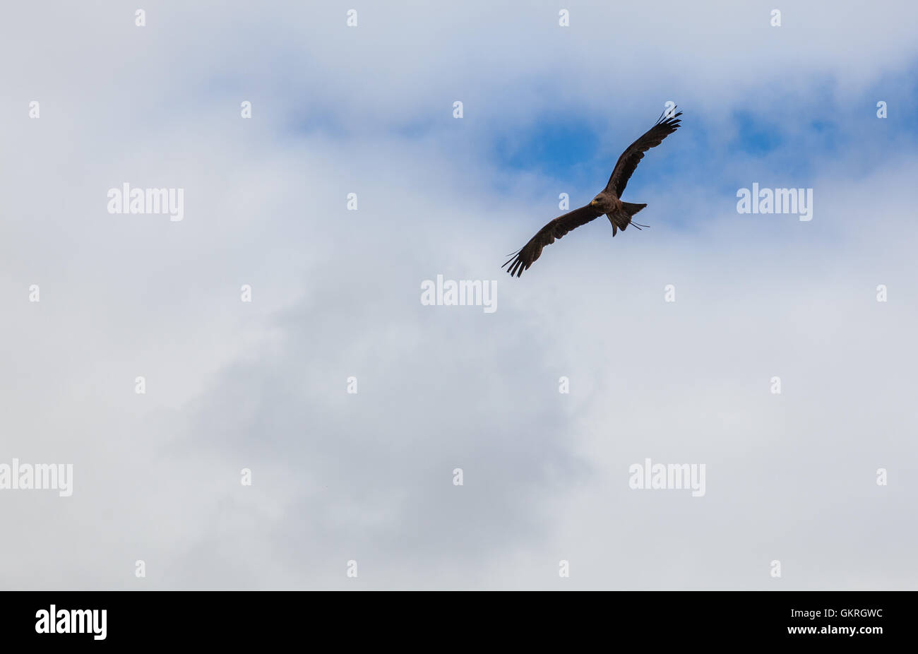 Yellow-billed kite soaring in sky above Muncaster Castle, Lake District, Cumbria Stock Photo