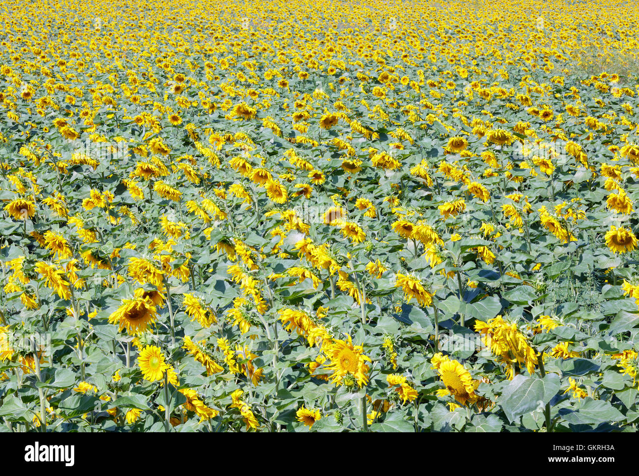Summer field of yellow sunflowers Stock Photo - Alamy