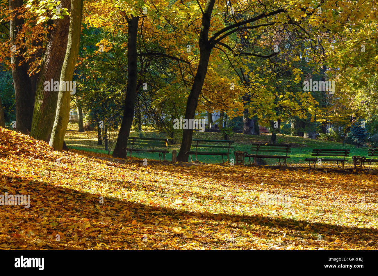 Golden carpet hi-res stock photography and images - Alamy