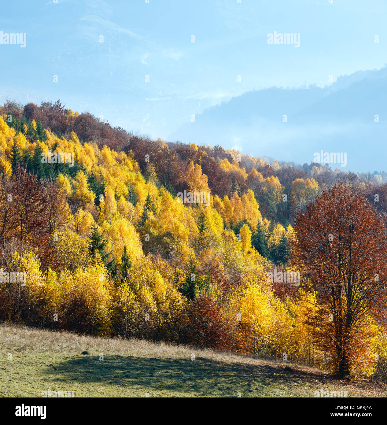 Autumn misty mountain view with yellow foliage of birch trees on slope. Stock Photo