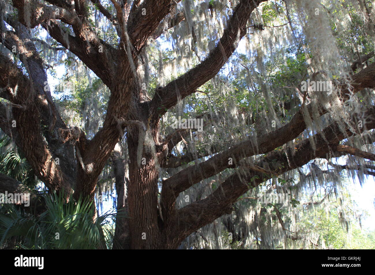 Spanish moss on the trees in St Simon's Island Stock Photo Alamy