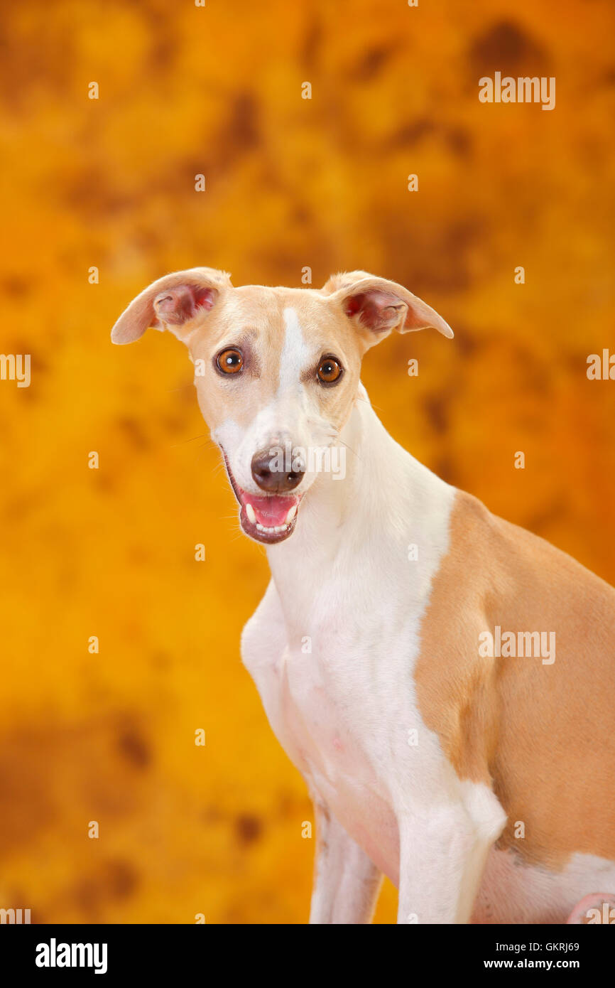 Whippet, male|Whippet, Ruede Stock Photo