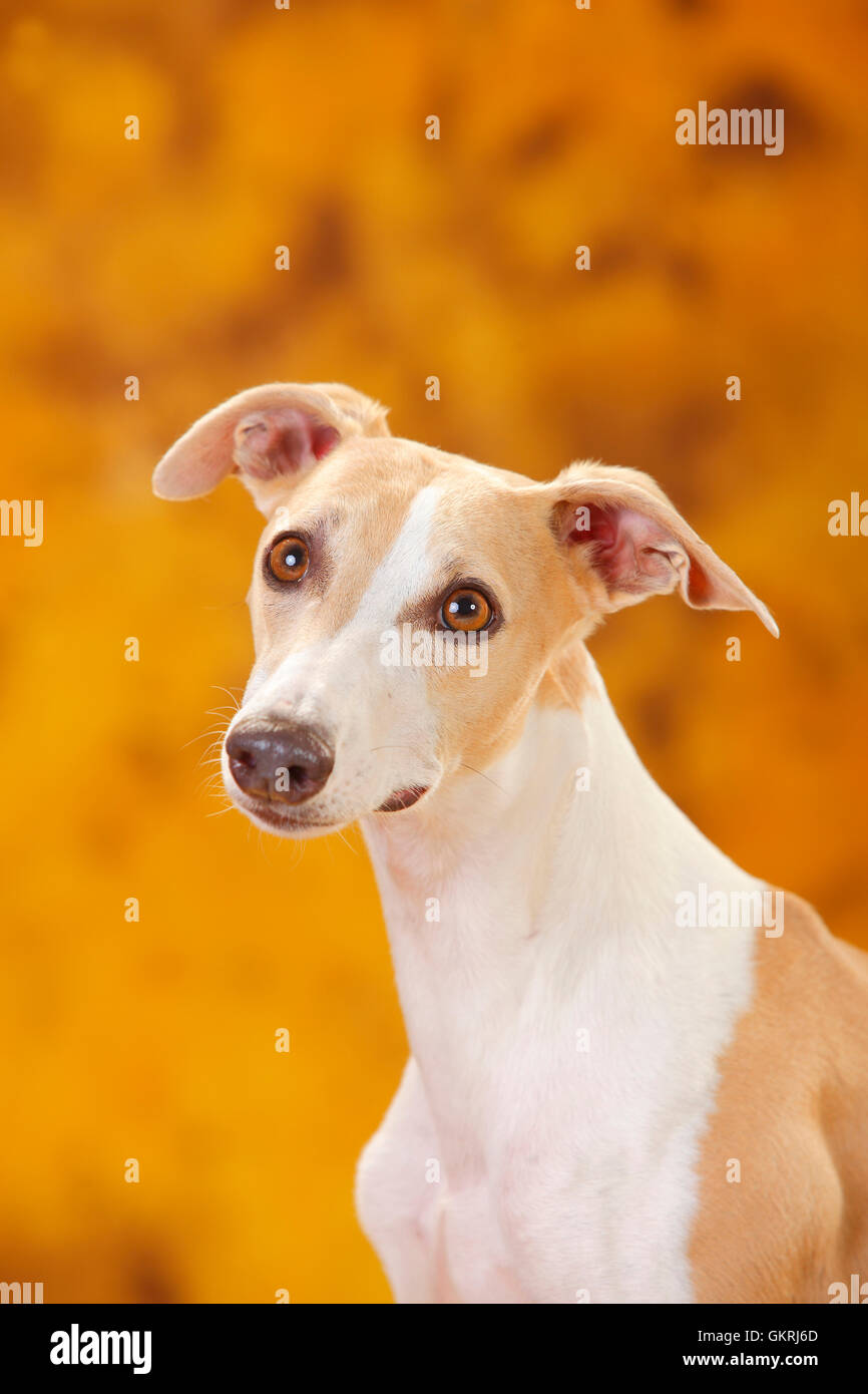Whippet, male|Whippet, Ruede Stock Photo