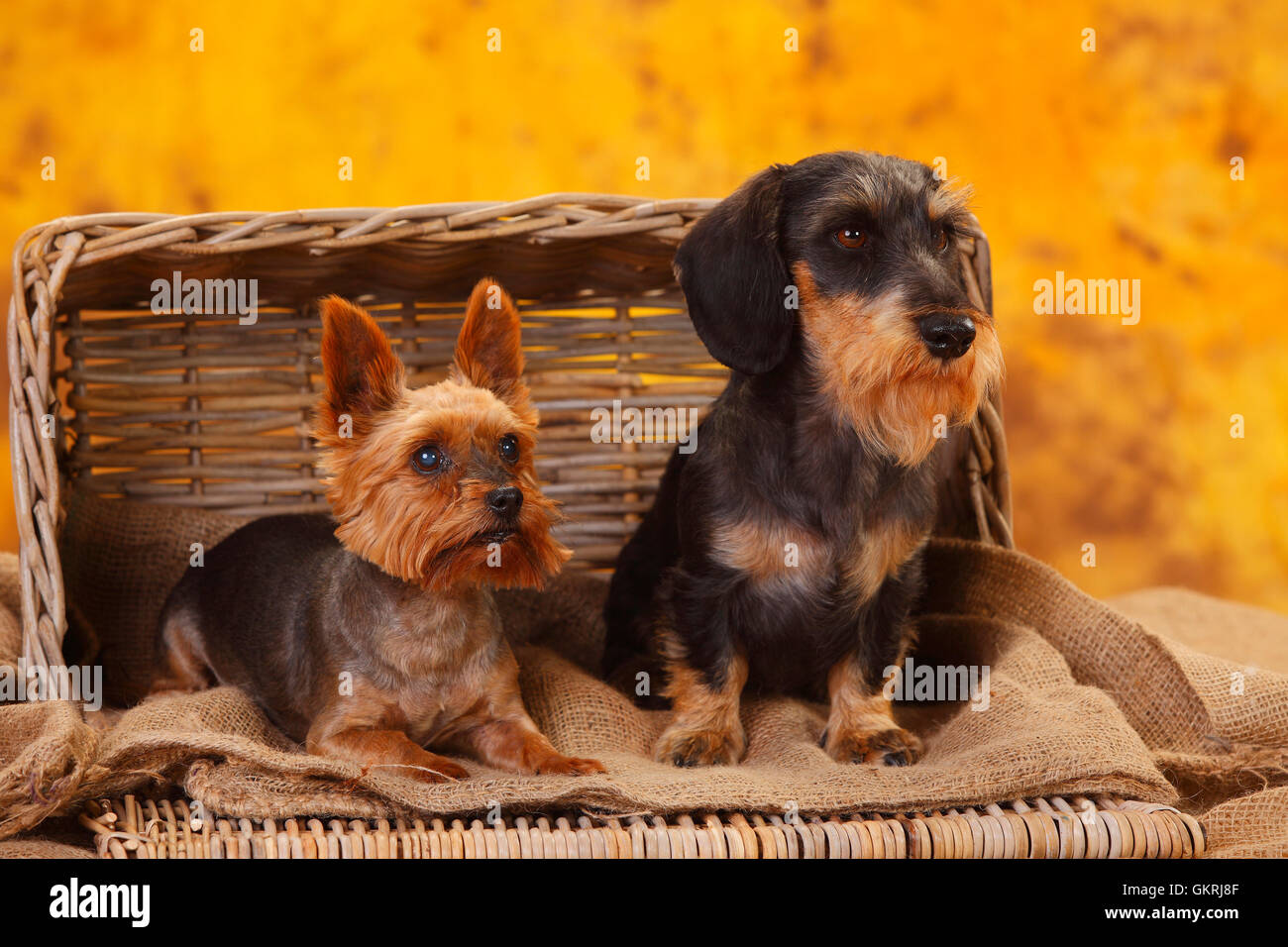 Yorkshire Terrier and Miniature Wirehaired Dachshund|Yorkshire Terrier und Zwergrauhaardackel Stock Photo
