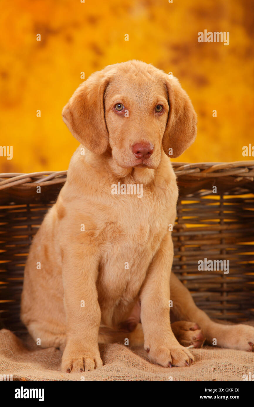Chesapeake Bay Retriever, puppy, 10 weeks|Chesapeake Bay Retriever, Welpe, 10 Wochen Stock Photo