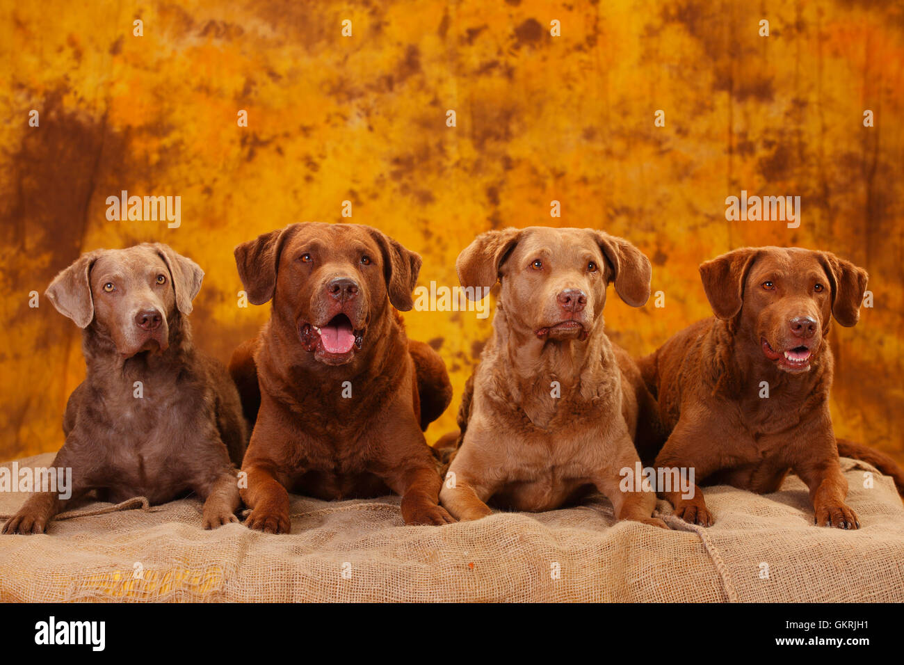 Chesapeake Bay Retriever, male and bitches|Chesapeake Bay Retriever, Ruede und Huendinnen Stock Photo