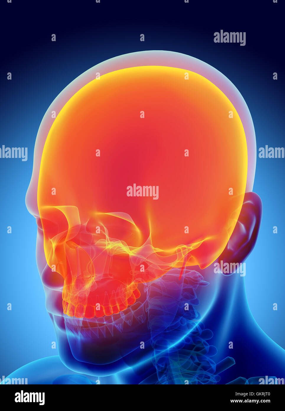 Part of Human Skeleton Stock Photo Biology Diagrams