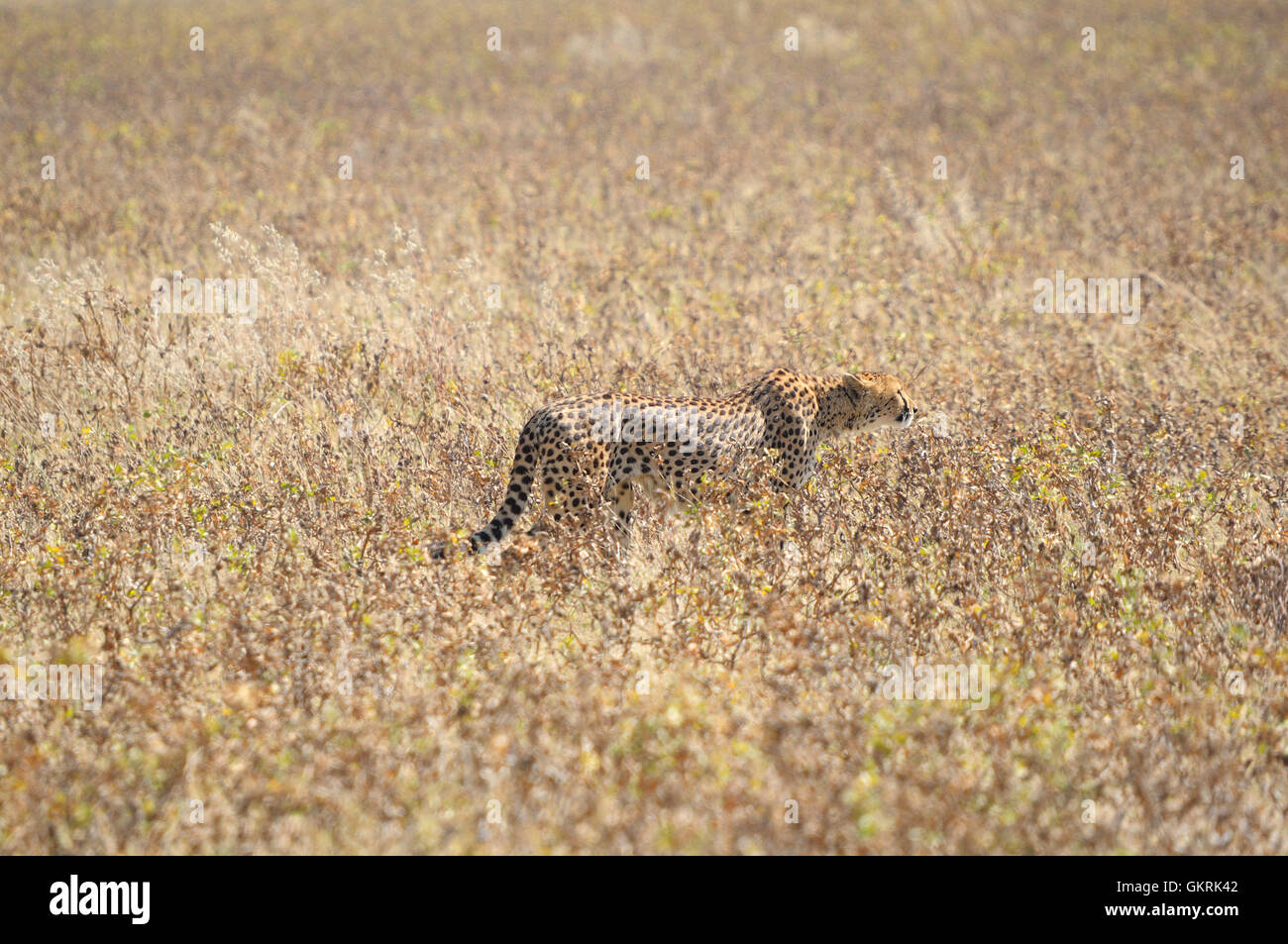 A Cheetah in the Etosha National Park 2 Stock Photo