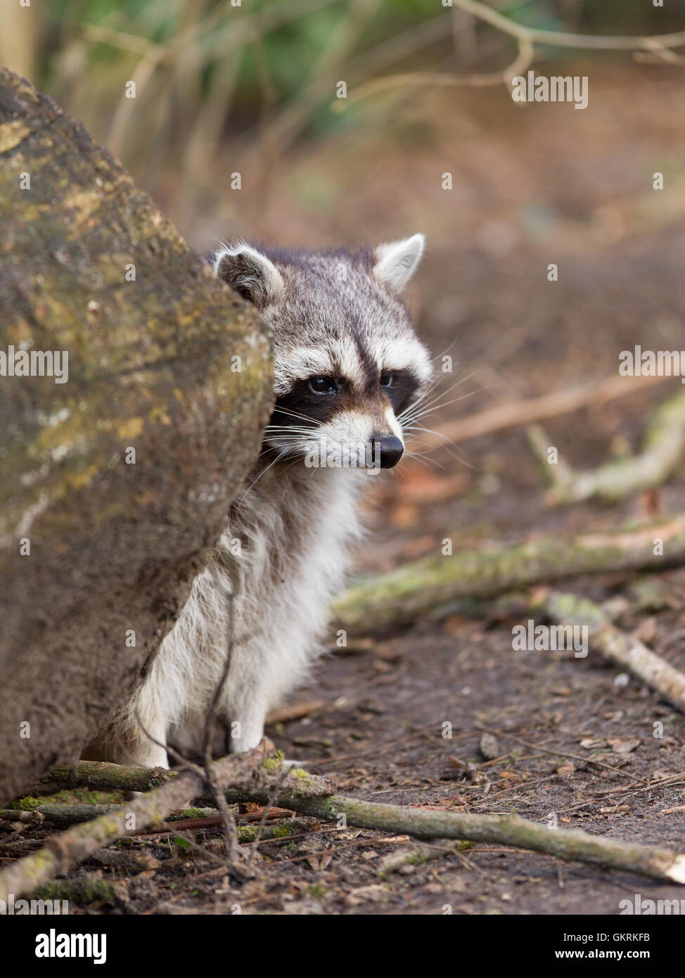 Adult raccoon at his nest Stock Photo - Alamy