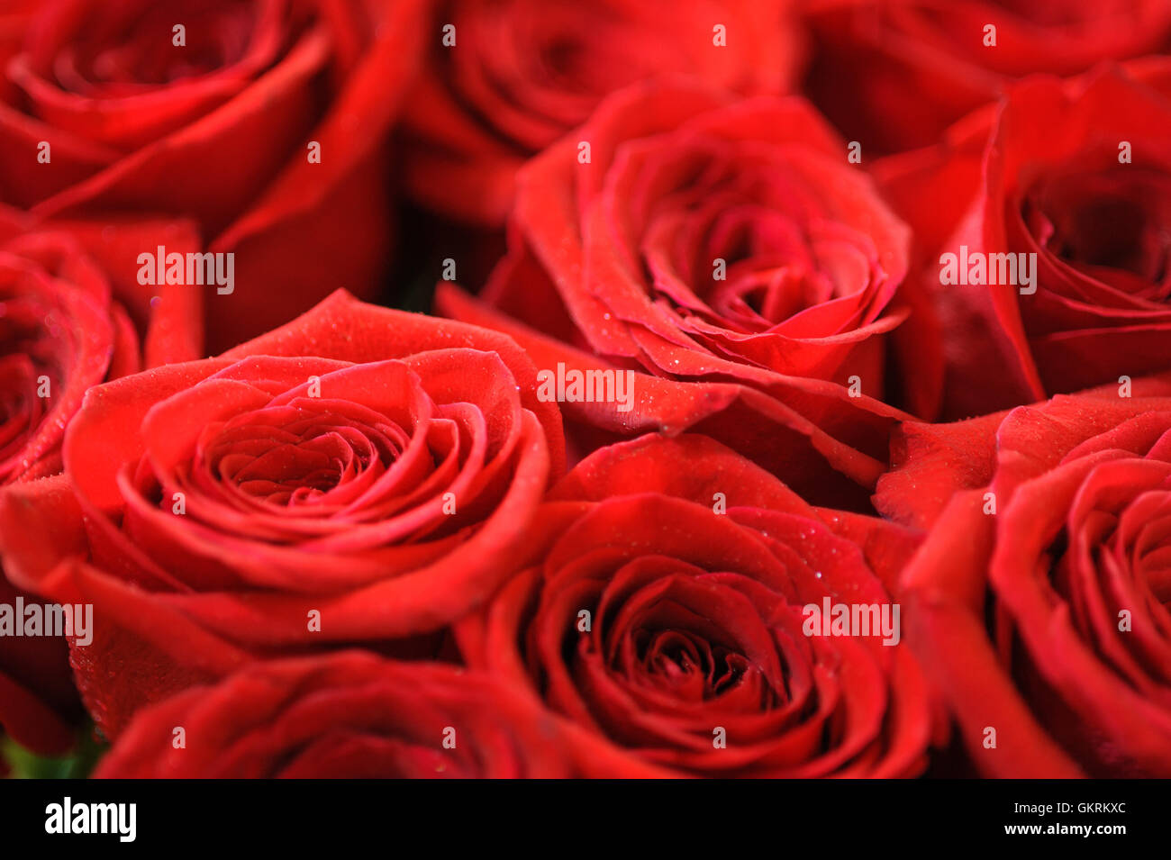 Red Roses Authentic Real beauty red roses in hi-res stock photography and images - Alamy