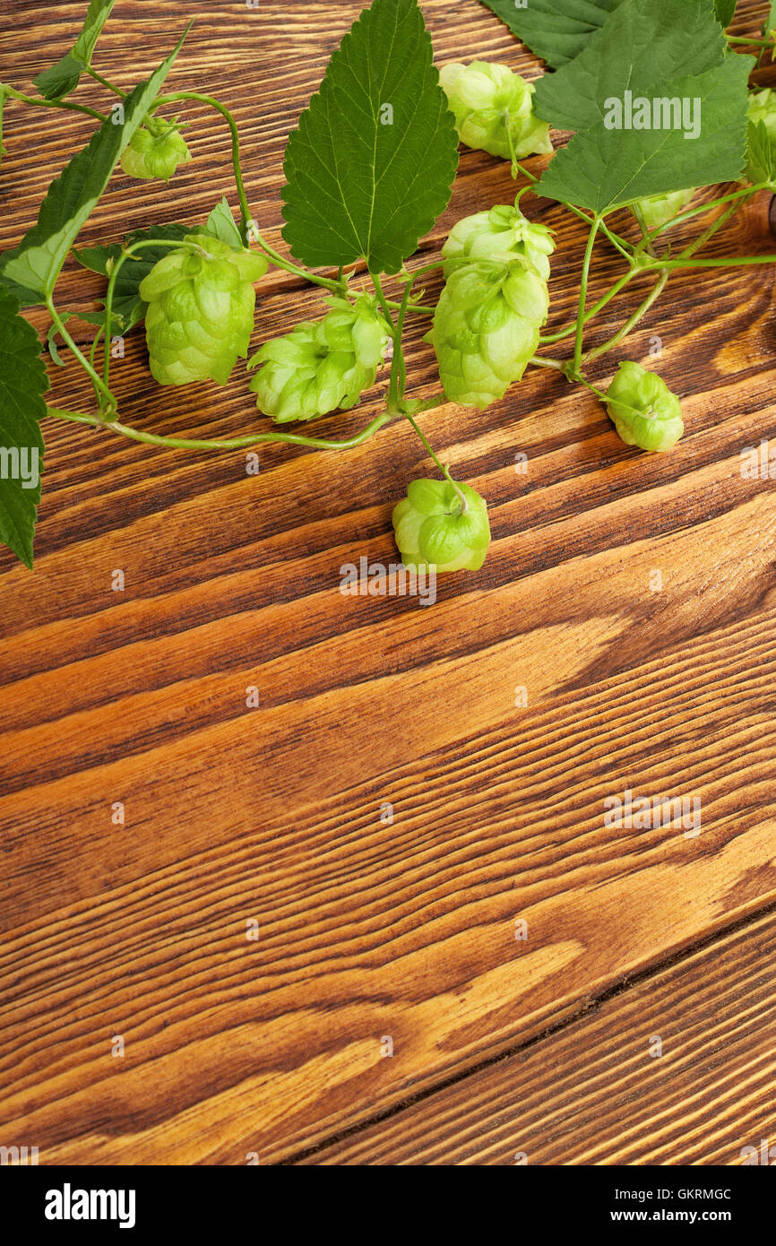 Hop plant on a wooden table Stock Photo