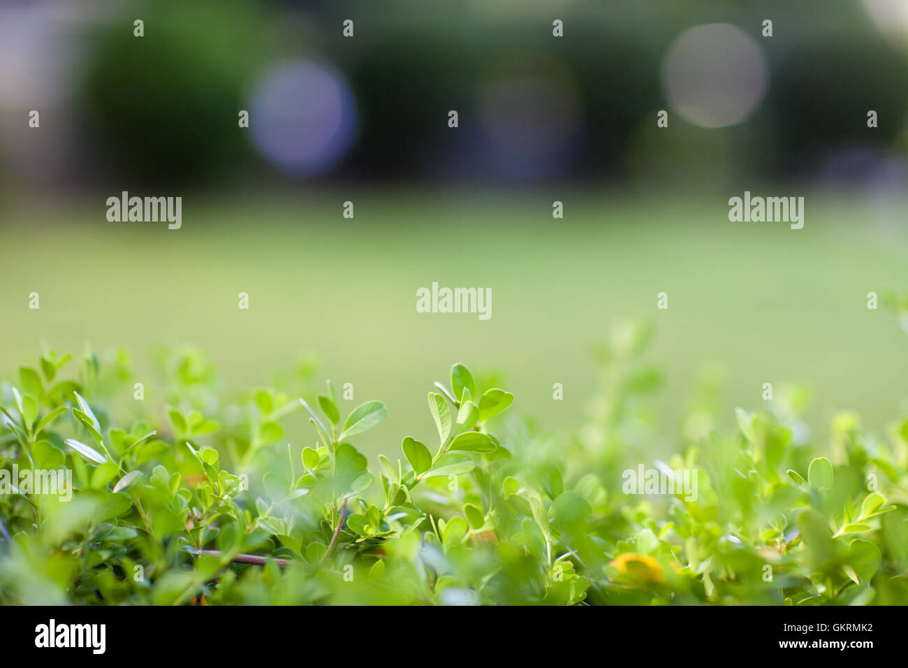 background with green grass Stock Photo - Alamy