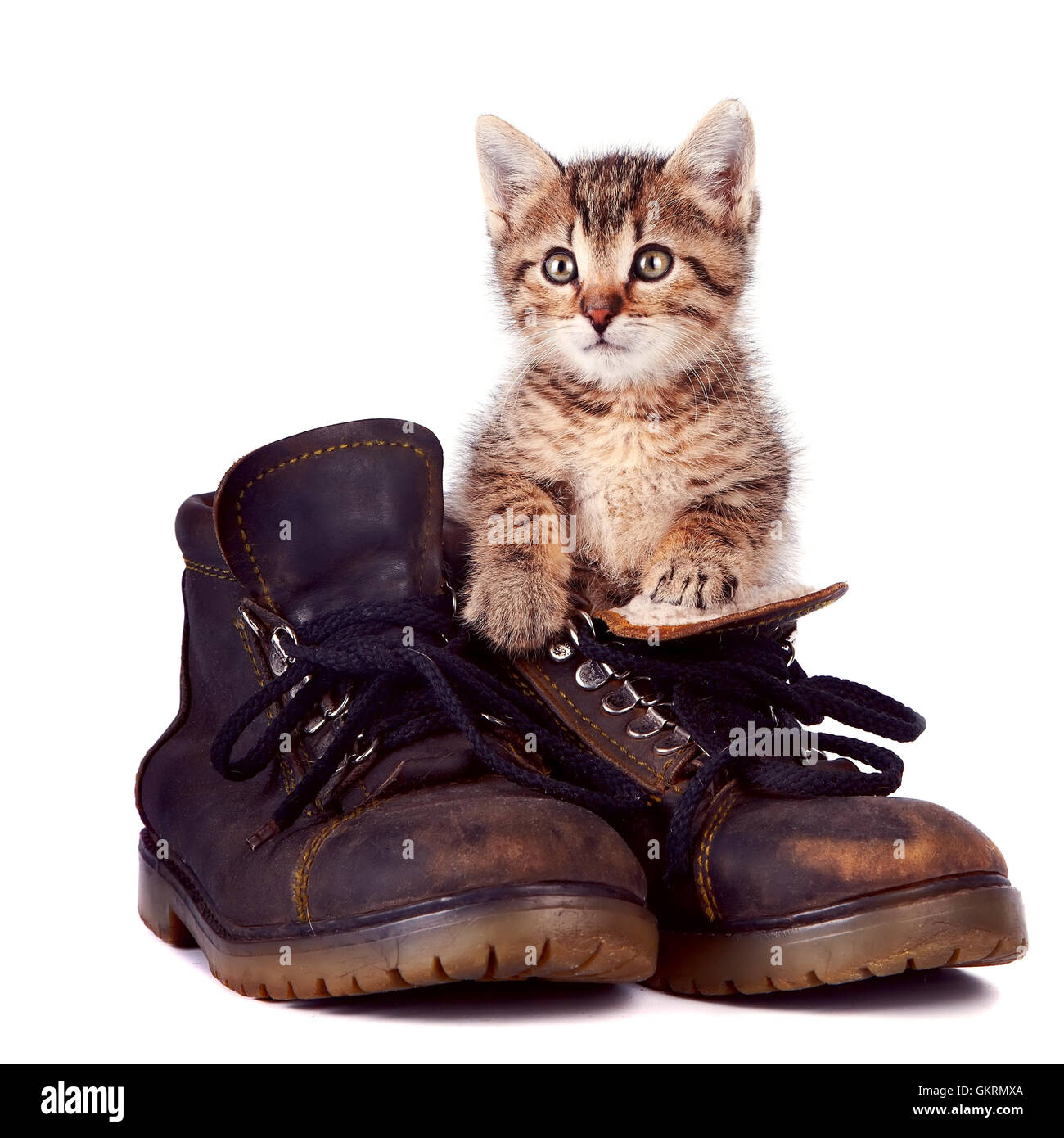 Kitten and boots Stock Photo - Alamy