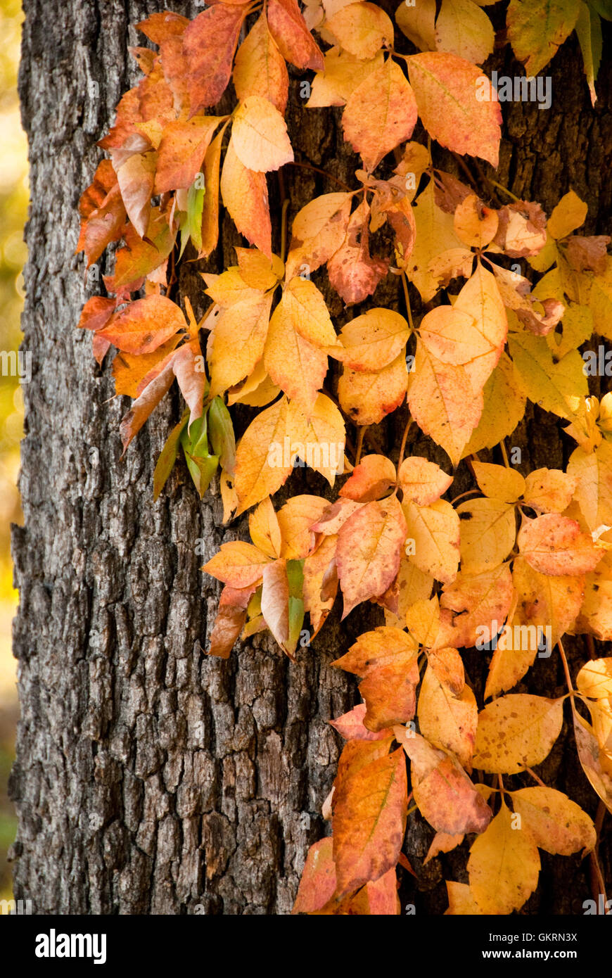 Autumn Vines and Bark Stock Photo