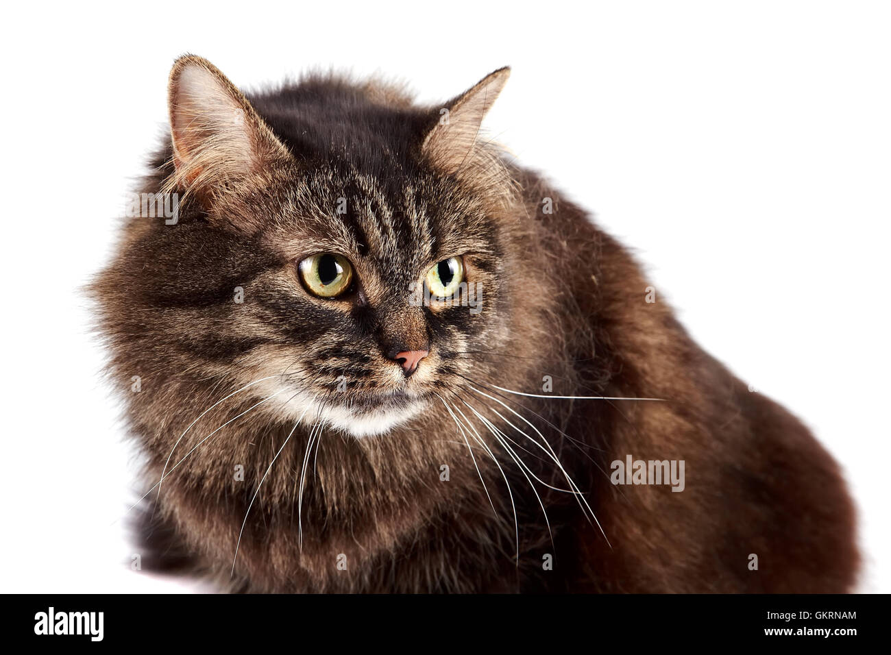 Portrait of a fluffy cat Stock Photo - Alamy