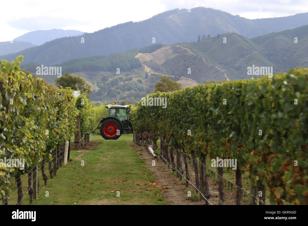 Grapes farming machine hires stock photography and images Alamy