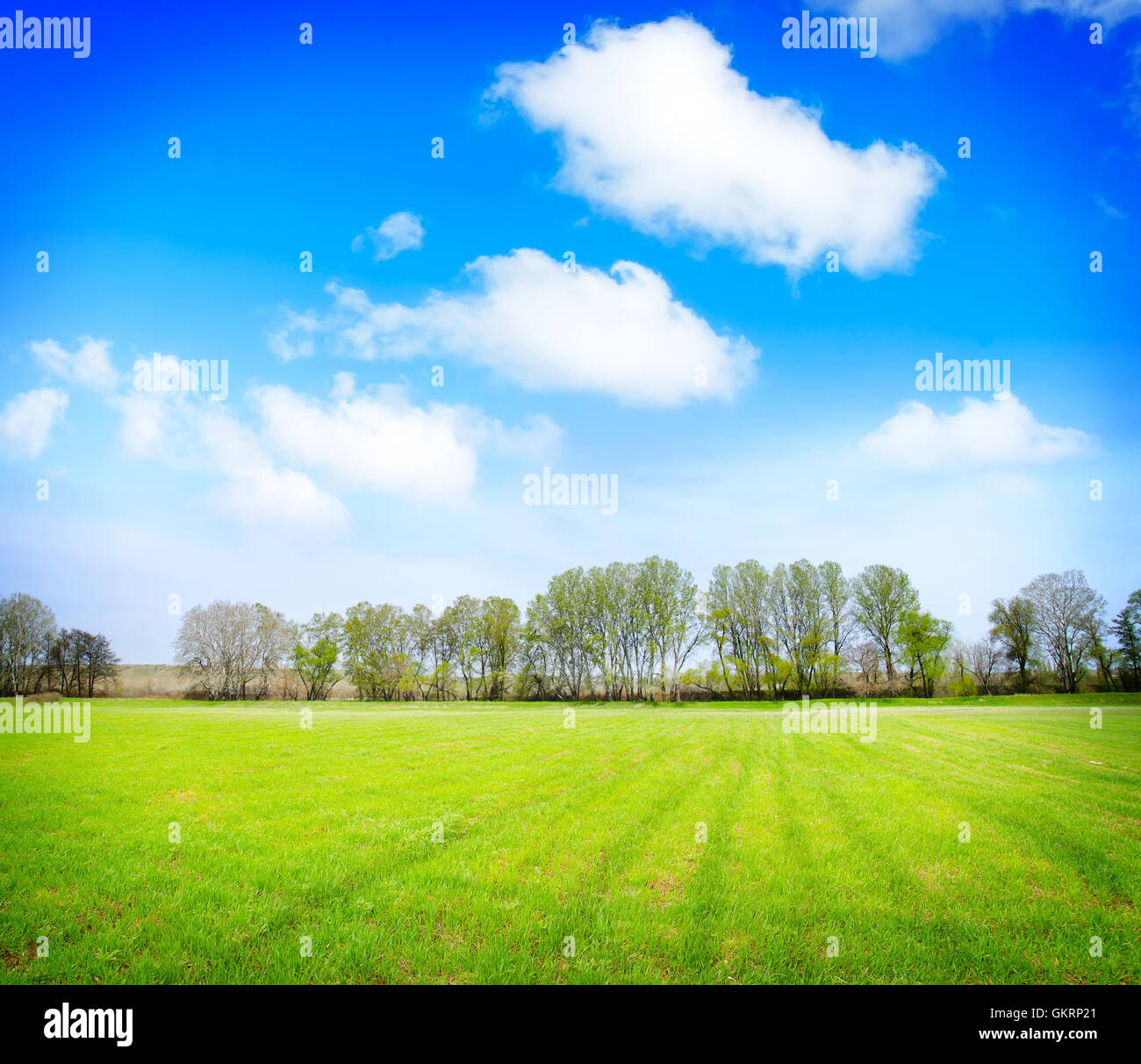 Field,trees and blue sky Stock Photo - Alamy
