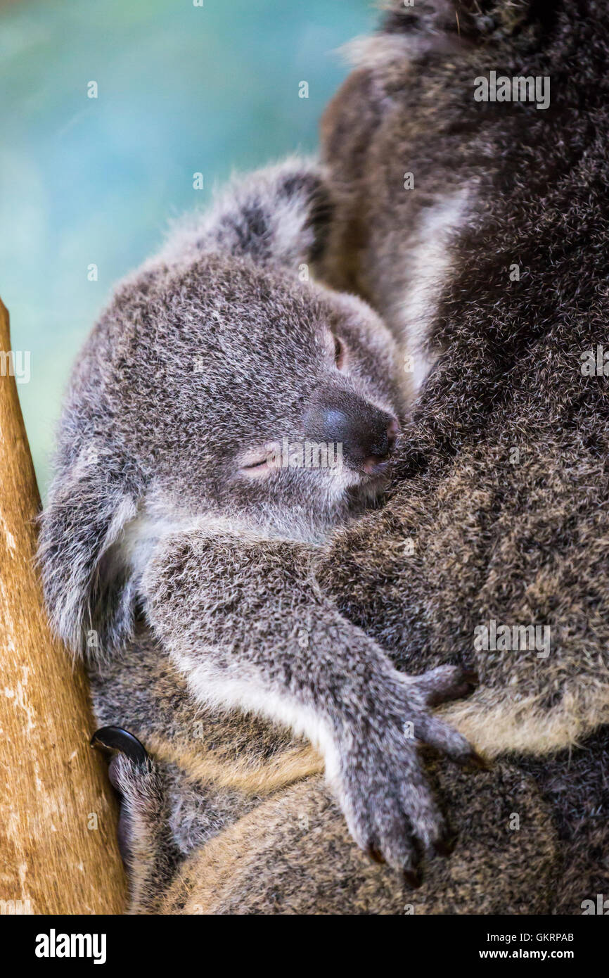 Koala and Joey Stock Photo Alamy