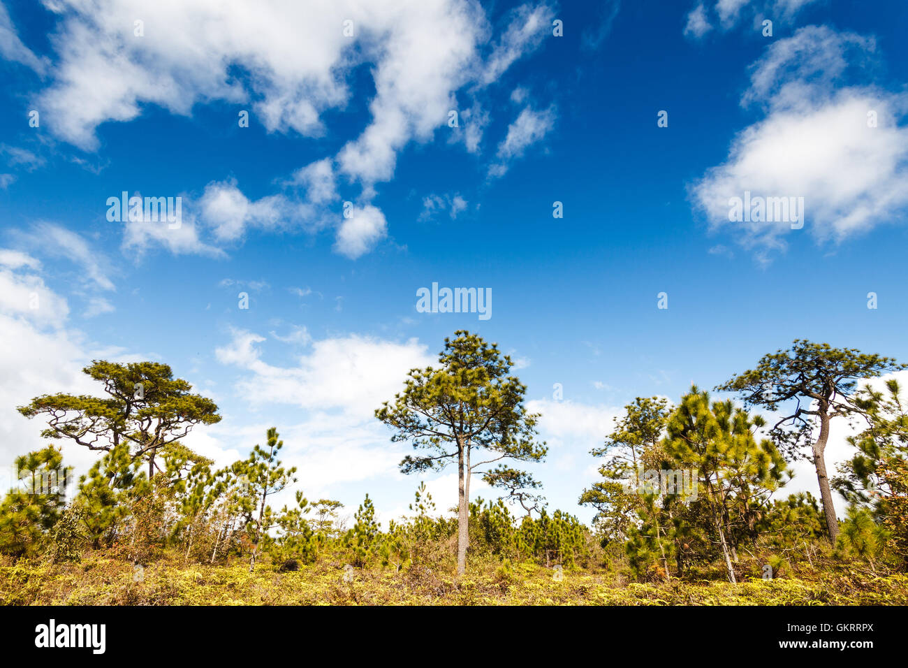 Pine tree in rain forest Stock Photo Alamy
