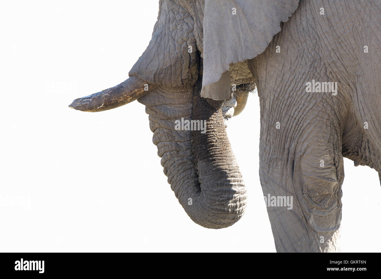 Elephant isolated on white Stock Photo - Alamy