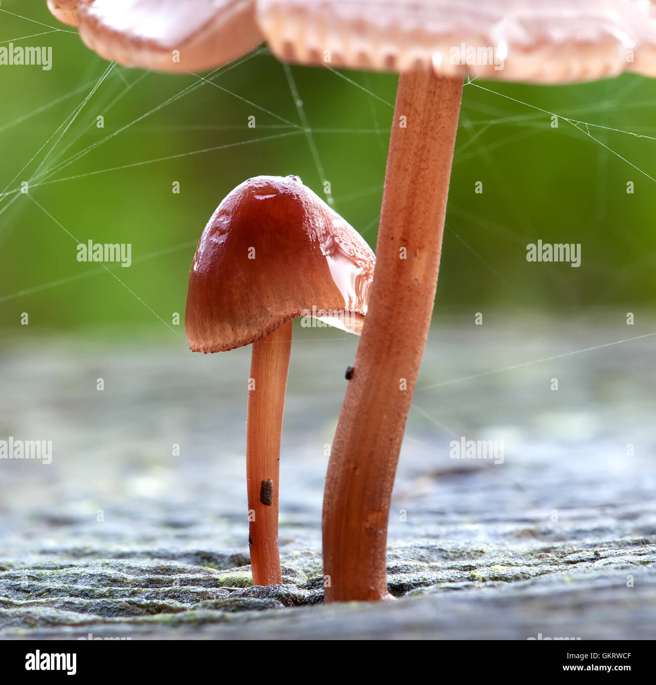 Baby mushroom growing under large mushroom Stock Photo