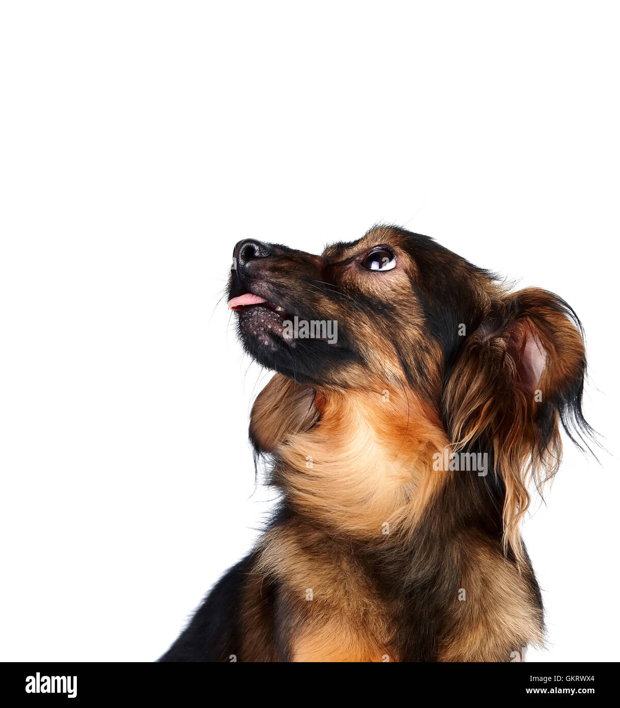 The decorative dog looks up Stock Photo