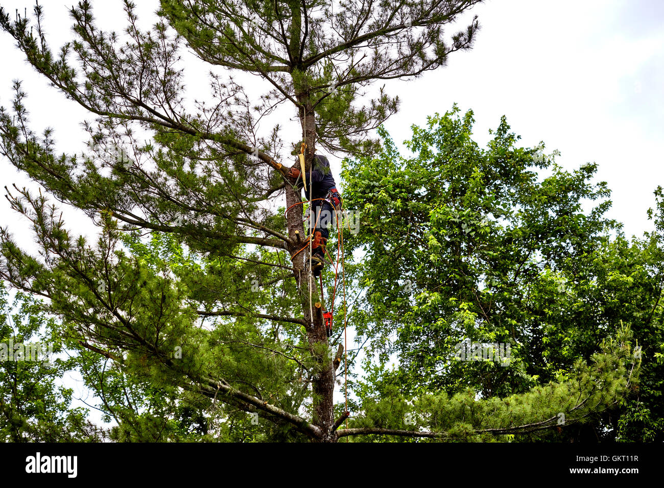 Professional Tree trimmer cutting the top off a tall pine tree on a cloudy day Stock Photo