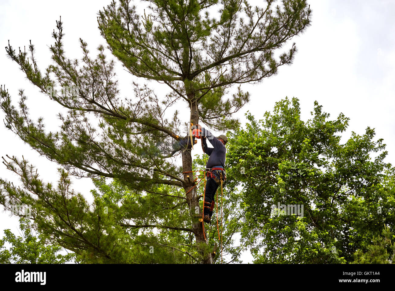 Professional Tree trimmer cutting the top off a tall pine tree on a cloudy day Stock Photo