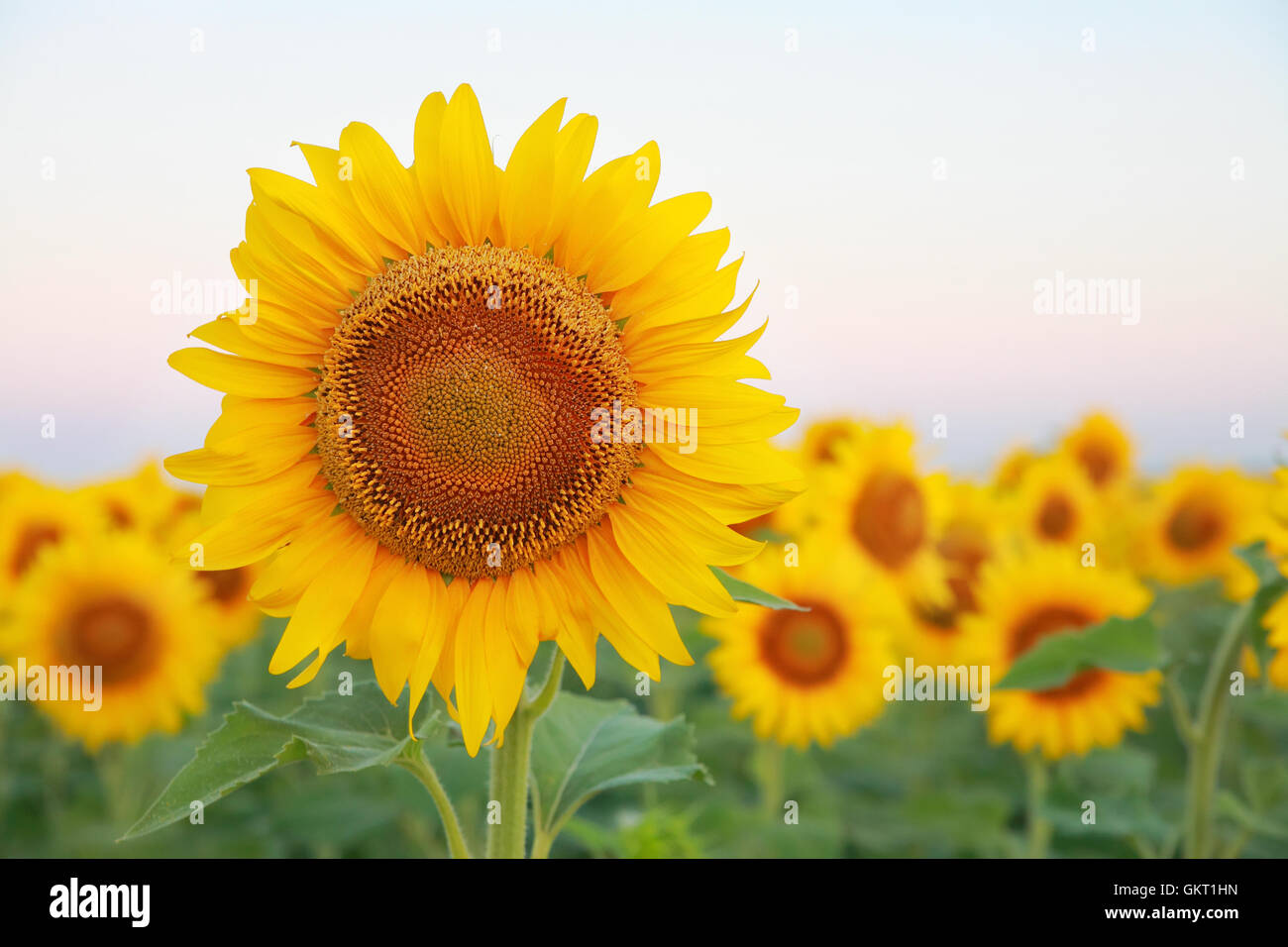 Sunflowers on the field against the sky at dawn Stock Photo - Alamy