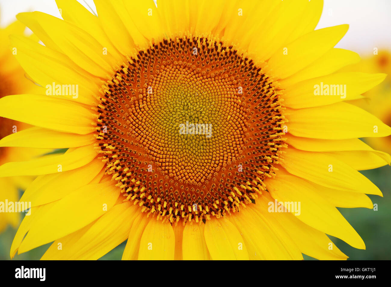 Sunflower on the field close-up Stock Photo - Alamy