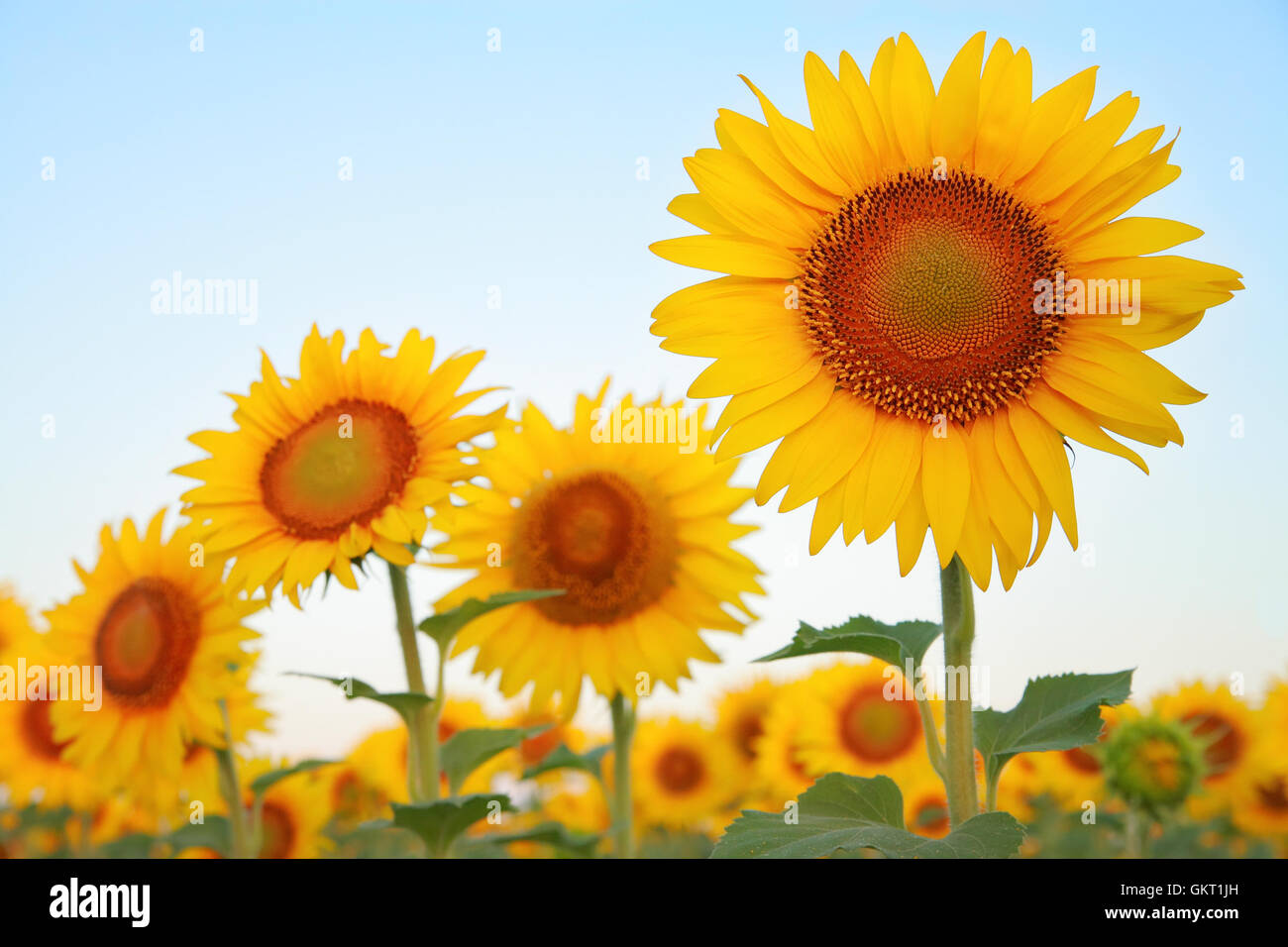 Sunflowers on the field against the blue sky Stock Photo - Alamy